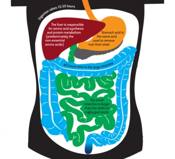 Protein-digestion